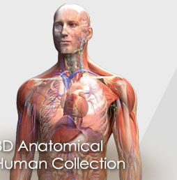 Anatomical Collection