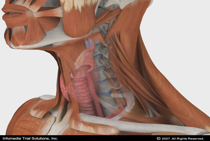 Medical Animations & Illustrations